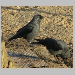 Corvus monedula - Dohle 02.jpg